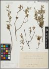 Foto von Salix repens subsp. incubacea (L.) A. Neumann